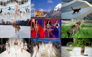 klicke hier, um die Datei herunterzuladen Catwalk - Laufsteg