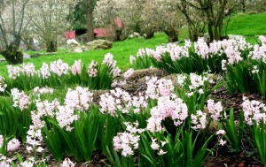 klicke hier, um die Datei herunterzuladen A Spring walk in the Green World, Mondo Verde -