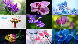 klicke hier, um die Datei herunterzuladen Photos - Matthieu... Des Fleurs pour Vous - Blumen für dich