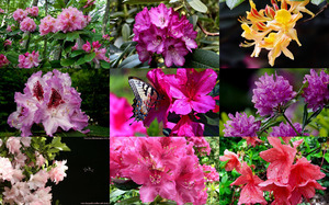 klicke hier, um die Datei herunterzuladen Rhododendrons - Rhododendren