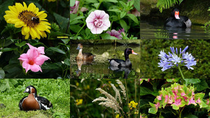 klicke hier, um die Datei herunterzuladen Mooi daj d'r wes bunt en wier komm'n - (Blumen & Tiere)