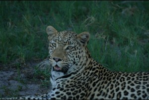 klicke hier, um die Datei herunterzuladen Leopard