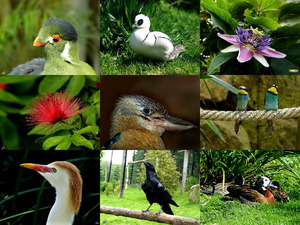 Flora en Fauna in Mondo-Verde - Flora und Fauna