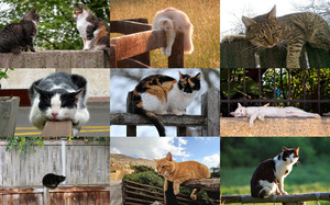 klicke hier, um die Datei herunterzuladen Cat on Fence - Katze auf Zaun