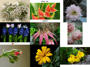 Art Photo - Flowers 1 - Kunstfoto - Blumen 1