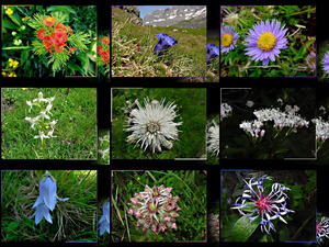 klicke hier, um die Datei herunterzuladen Alpenblumen 2018