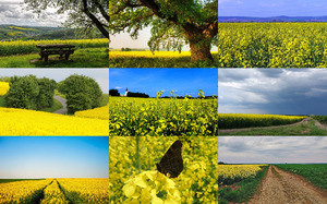 klicke hier, um die Datei herunterzuladen Colza Field - Rapssamen-Feld