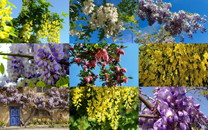 klicke hier, um die Datei herunterzuladen Wisterias - Glyzinien