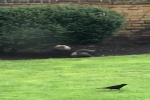 Das Eichhörnchen und der Ball