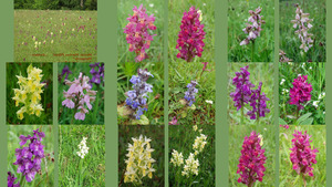klicke hier, um die Datei herunterzuladen Heimische Orchideen 1