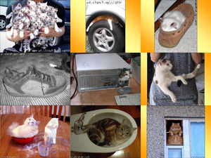 klicke hier, um die Datei herunterzuladen Katzen