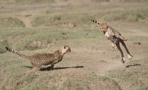 klicke hier, um die Datei herunterzuladen A-Tanzania-Tour - Nature and Color 4 -