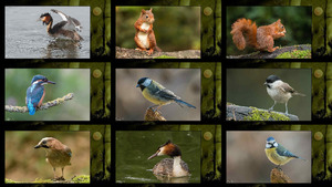 klicke hier, um die Datei herunterzuladen Vogelarena