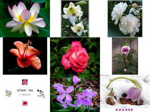 Art Photo - Flowers 2 - Kunstfoto - Blumen 2