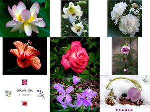 klicke hier, um die Datei herunterzuladen Art Photo - Flowers 2 - Kunstfoto - Blumen 2