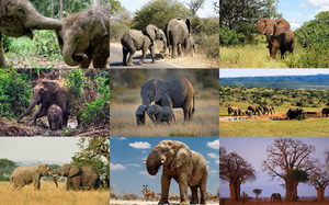 klicke hier, um die Datei herunterzuladen Elephants 1 - Elefanten 1