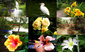 klicke hier, um die Datei herunterzuladen Pictures of my Tuesday-walk (Mondo Verde) -
