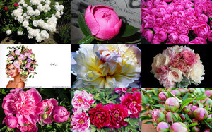 Peonies - Pfingstrosen