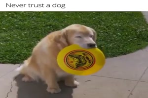 Traue keinem Hund