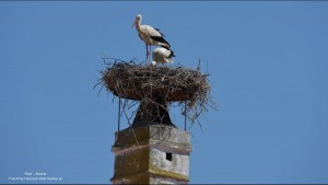 klicke hier, um die Datei herunterzuladen RUST - Austria