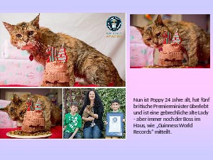 klicke hier, um die Datei herunterzuladen Die älteste Katze der Welt