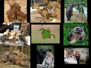 klicke hier, um die Datei herunterzuladen Sehenswerte Tiere - Mix 2