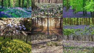 klicke hier, um die Datei herunterzuladen Waldblumen