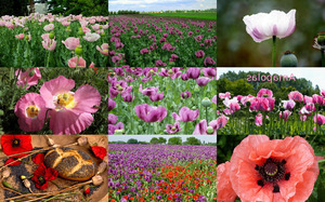 klicke hier, um die Datei herunterzuladen Amapolas - Mohnblumen