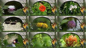 klicke hier, um die Datei herunterzuladen Morgenland - Blumen und Tiere