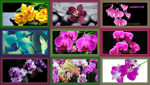 Orchidee 1