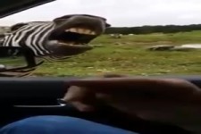 Lustiges Zebra
