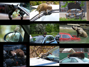 klicke hier, um die Datei herunterzuladen Auto liebende Tiere