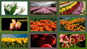 klicke hier, um die Datei herunterzuladen Tulpen 1