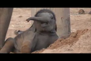 Ein Monat alter Baby-Elefant
