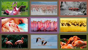 Flamingos