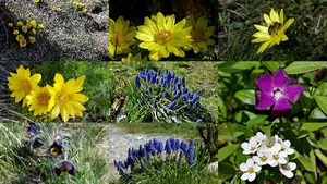klicke hier, um die Datei herunterzuladen Adonisröschen Wallis (Blumen)