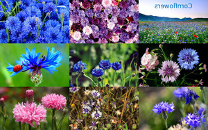 klicke hier, um die Datei herunterzuladen Cornflowers - Kornblumen