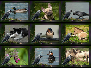 klicke hier, um die Datei herunterzuladen Hi..... Hallo - Hallo ..... Hallo (Tiere und Blumen)