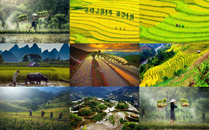 klicke hier, um die Datei herunterzuladen Rice Fields - Reisfelder