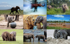 klicke hier, um die Datei herunterzuladen Elephants 2 - Elefanten 2