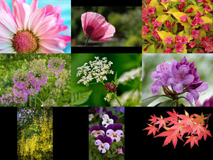 klicke hier, um die Datei herunterzuladen Bilder-Galerie - Blumen