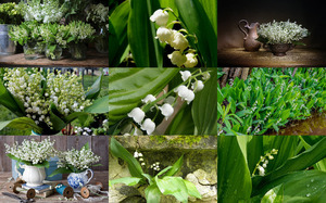 klicke hier, um die Datei herunterzuladen Lilies of the Valley - Maiglöckchen