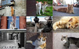 klicke hier, um die Datei herunterzuladen Stray Cats 2 - Streunende Katzen 2