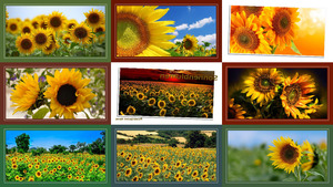 klicke hier, um die Datei herunterzuladen Sonnenblumen