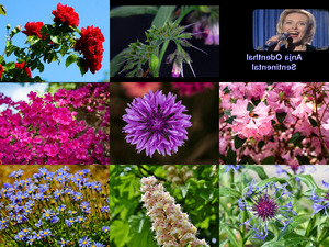 Bilder-Galerie vom 24052018 5 Blumenbilder