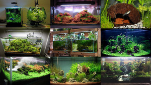 klicke hier, um die Datei herunterzuladen Aquarium Pflanzen