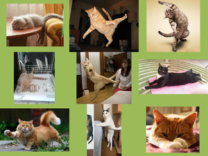 klicke hier, um die Datei herunterzuladen Süße Katzen
