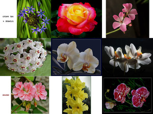 Art Photo - Flowers 4 - Kunstfoto - Blumen 4
