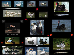 klicke hier, um die Datei herunterzuladen cygnes-swans & roses - Schwäne & Rosen