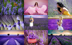 klicke hier, um die Datei herunterzuladen Lavender Ladies - Lavendel Damen
